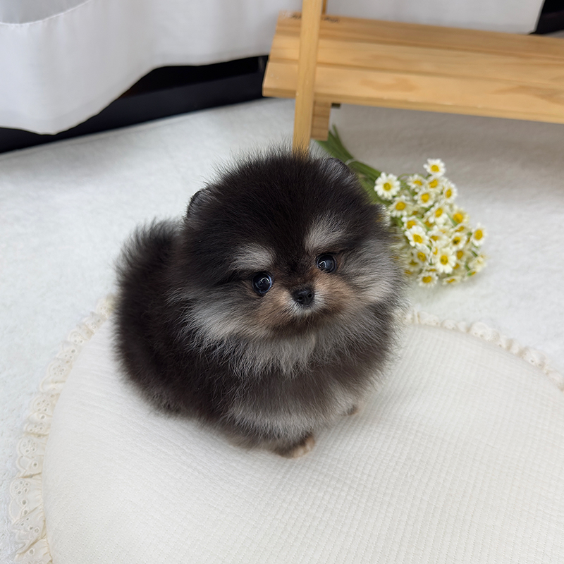포메라니안(혈통서)