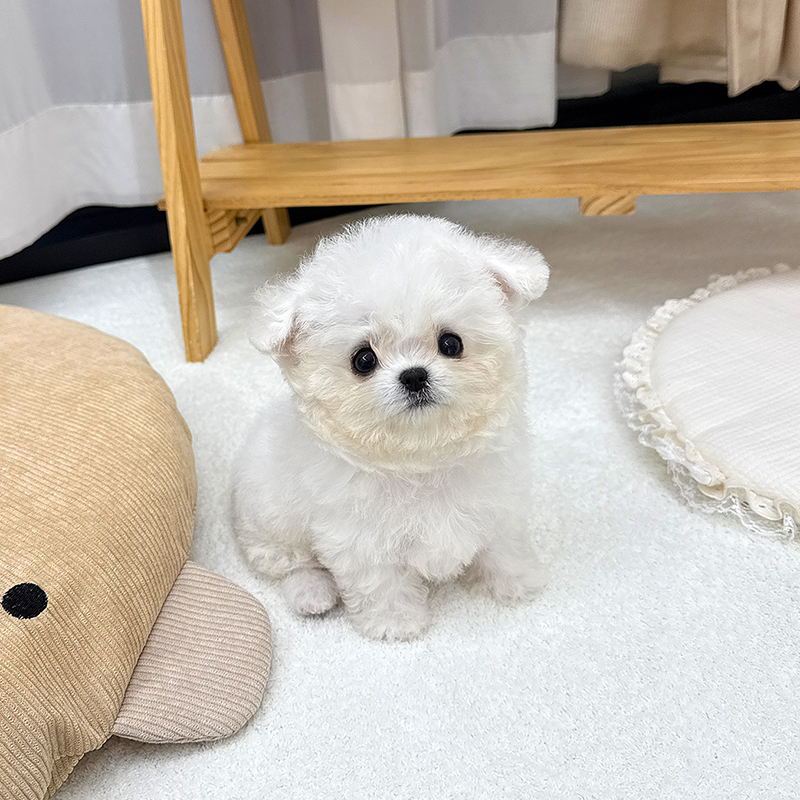 미니 비숑