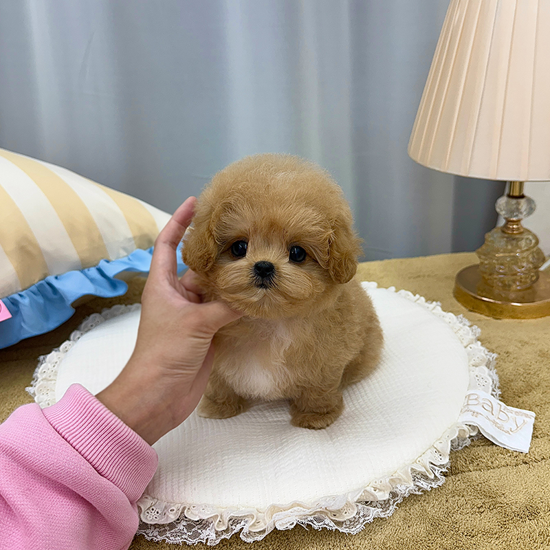 말티푸