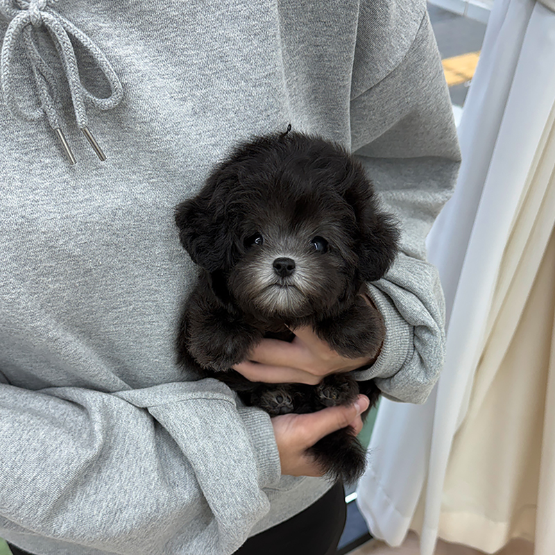 말티푸