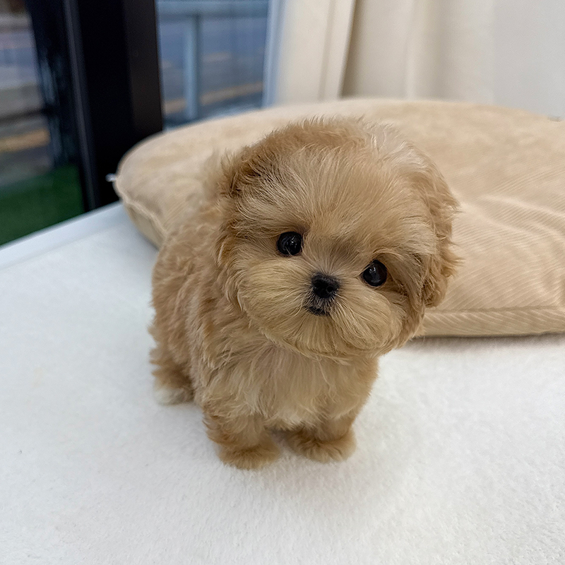 말티푸