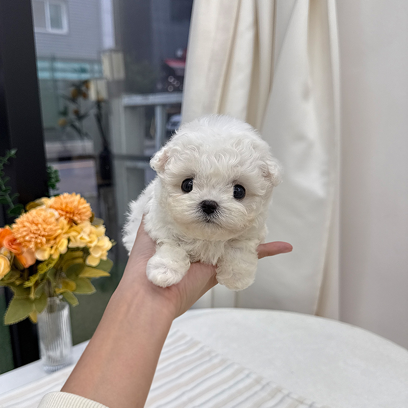 미니 비숑