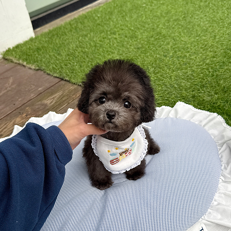토이 푸들