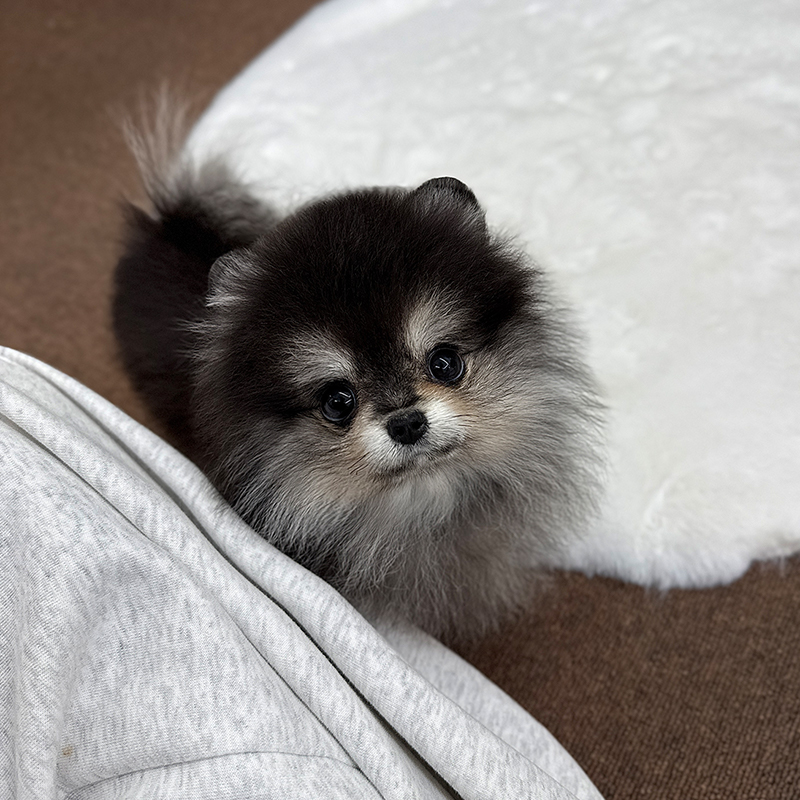 포메라니안(혈통서)