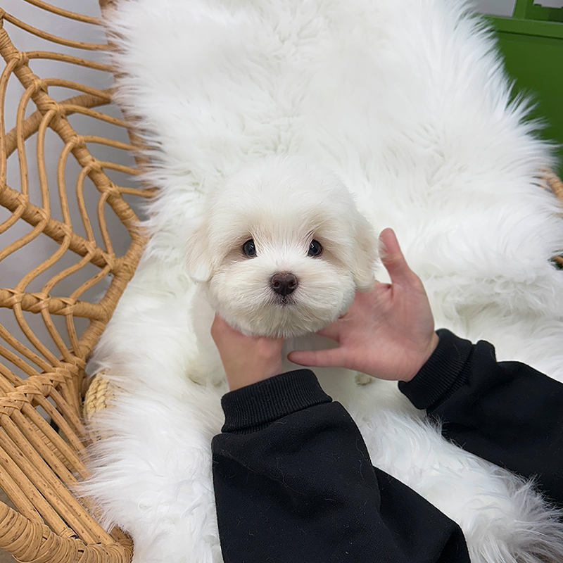 꼬똥 드 툴레아