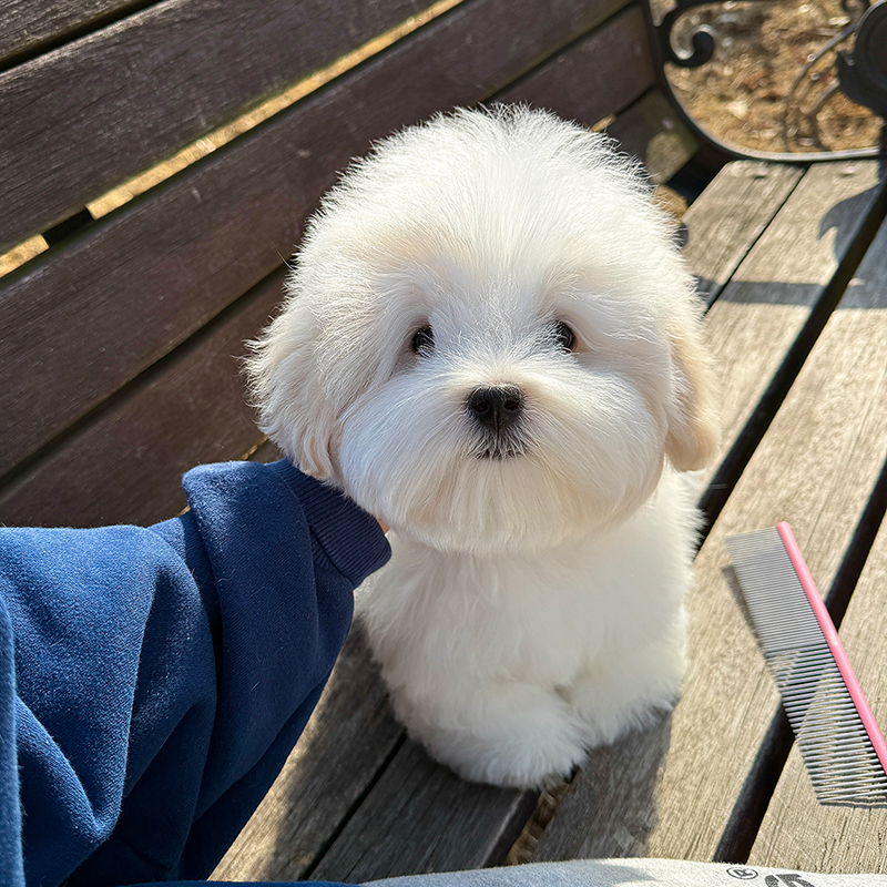 꼬똥 드 툴레아(챔프혈통)