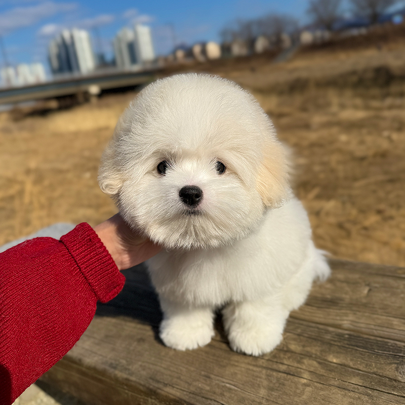 꼬똥 드 툴레아