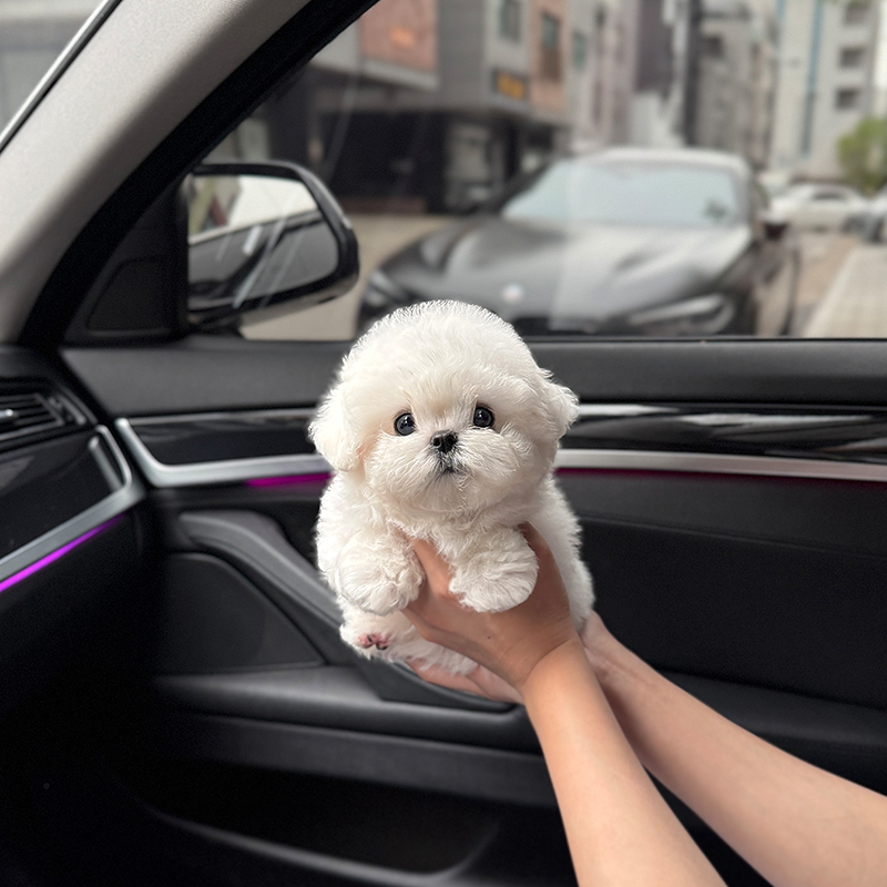 미니 비숑