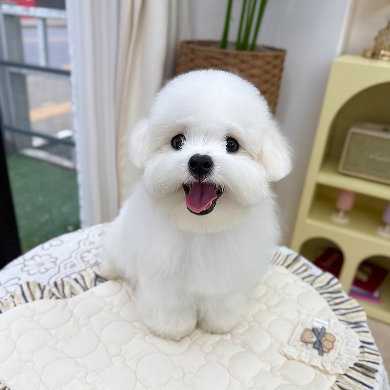 꼬똥 드 툴레아