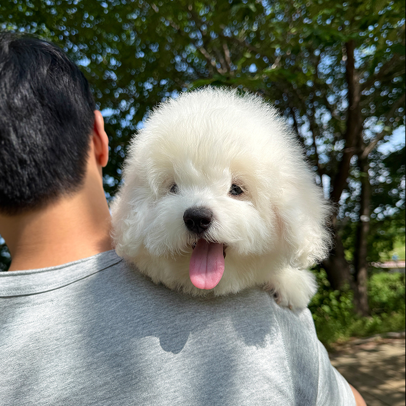 꼬똥 드 툴레아