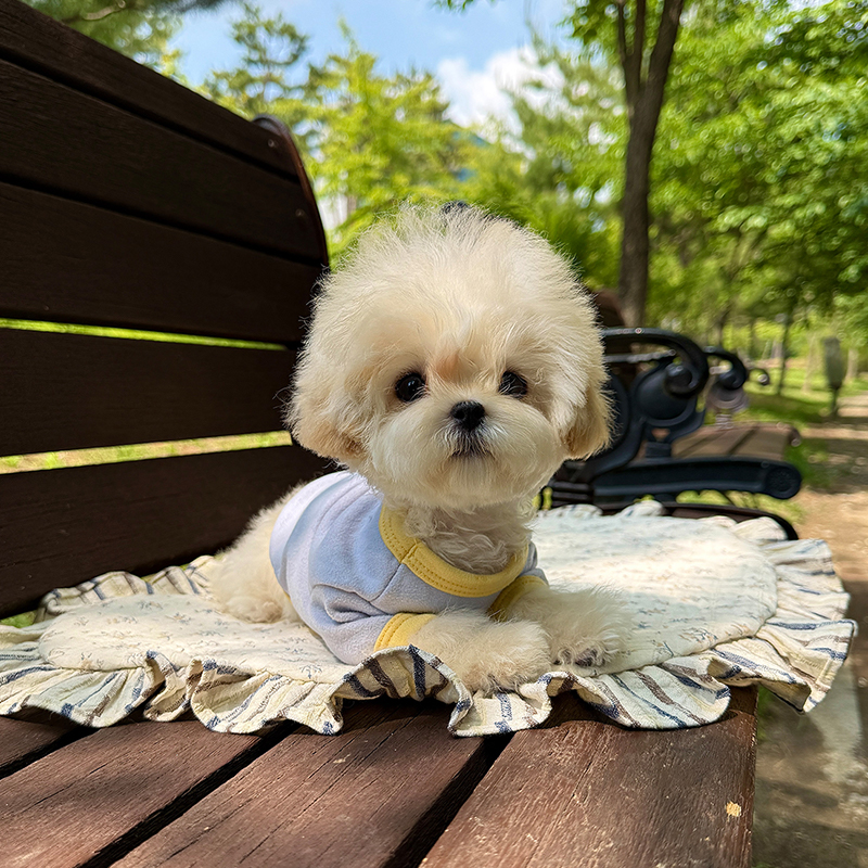 말티푸
