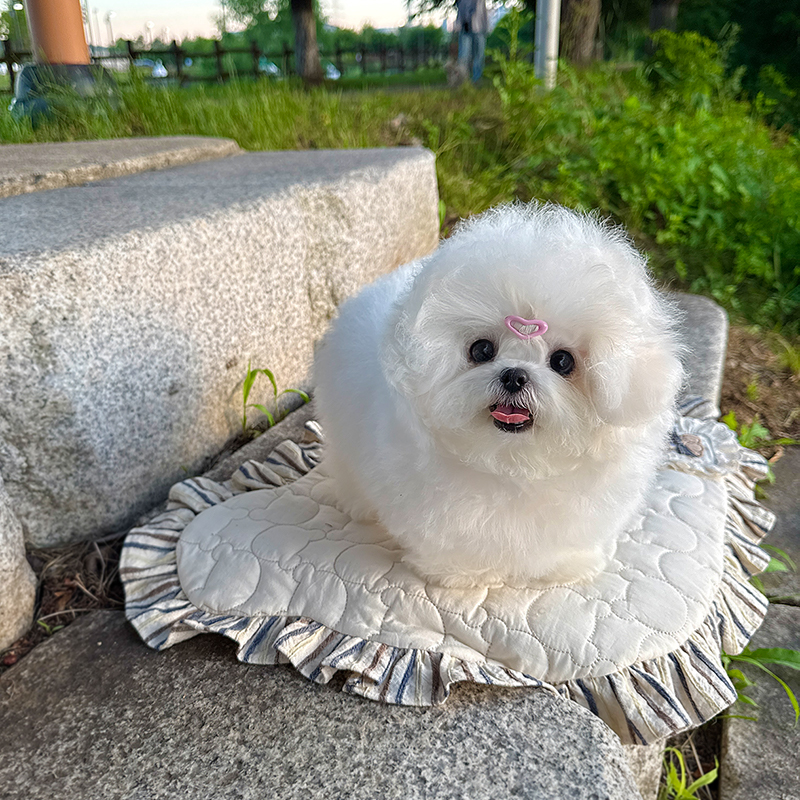 미니 비숑(수입견)