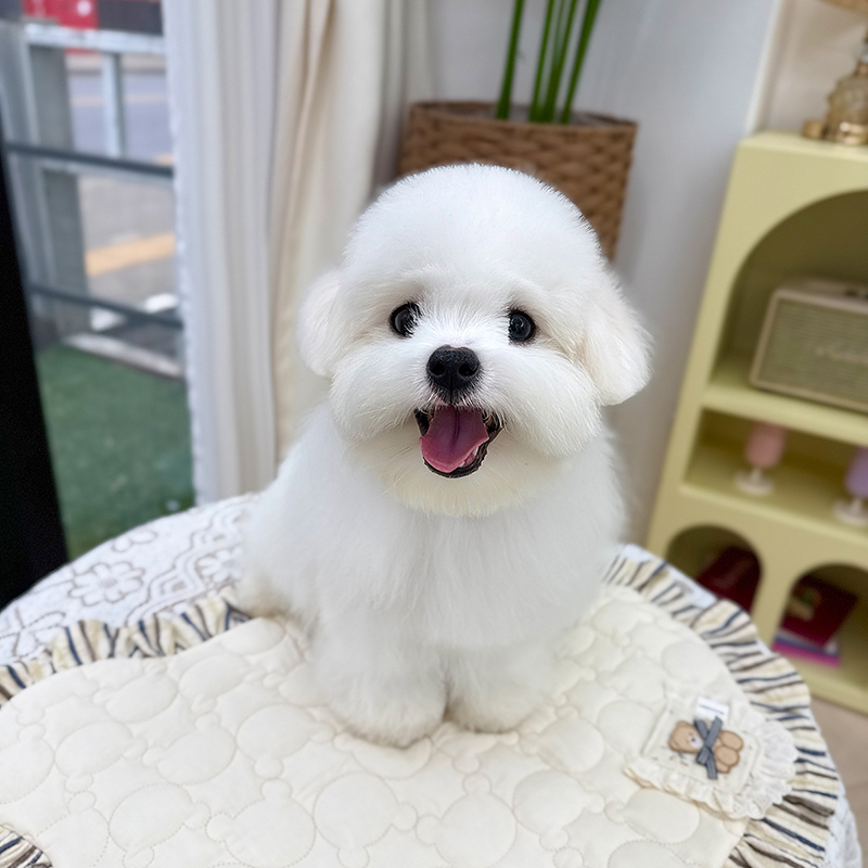 EVENT 꼬똥 드 툴레아