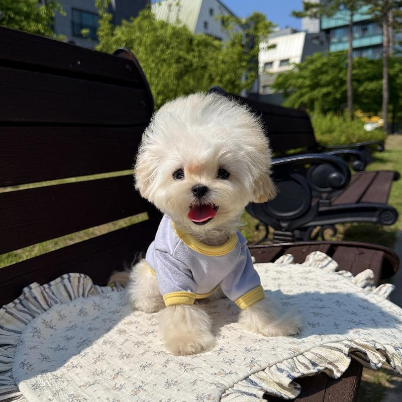 말티푸