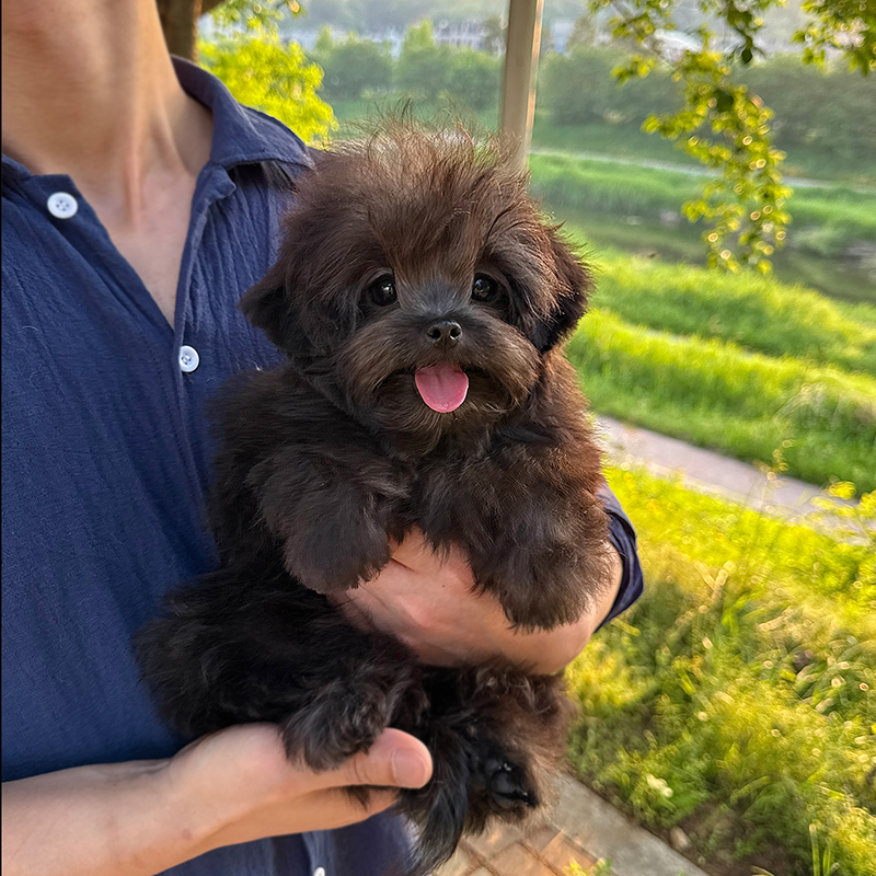 말티푸