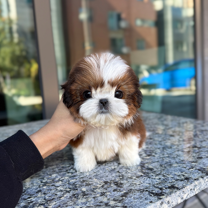 시 츄