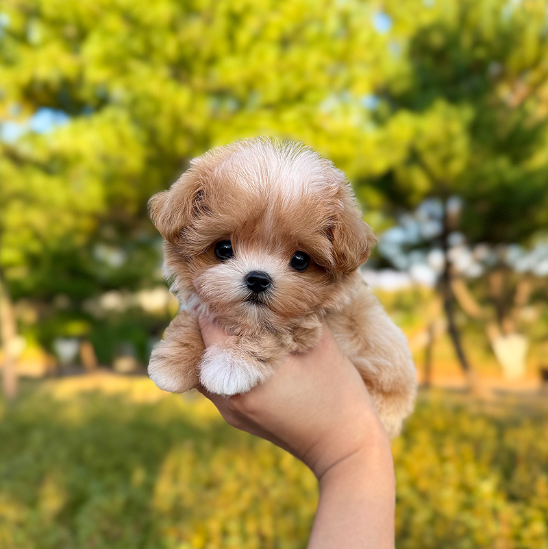 말티푸
