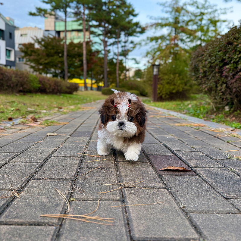 시 츄